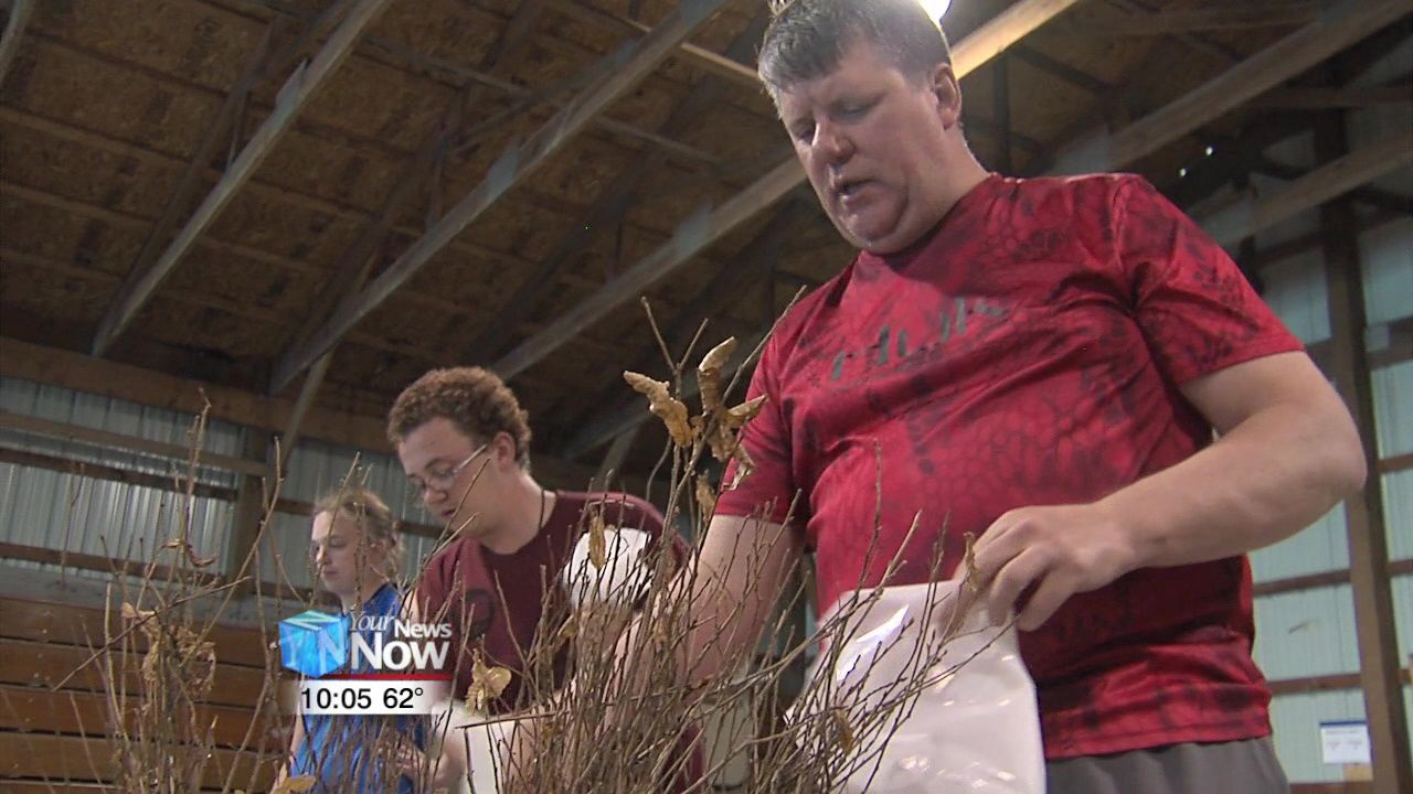 Lima Kiwanis Club prepares trees for Allen County 1st graders 2.jpg